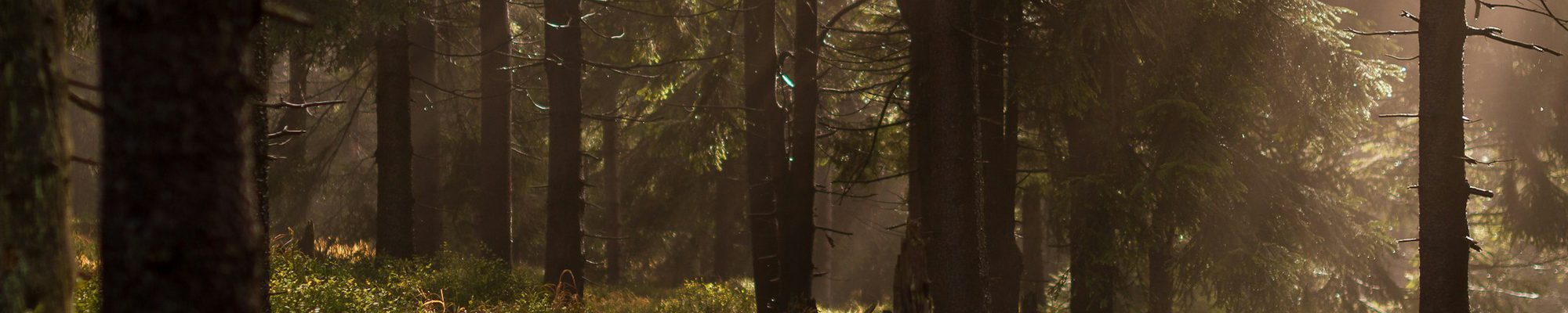 Sonnenlicht, das durch Nebel in einen Nadelwald fällt