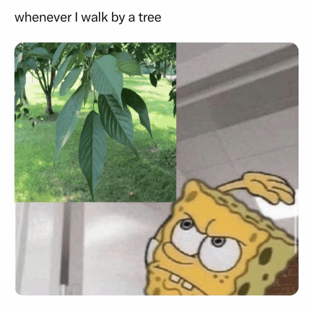 ADHS-Meme: Ein Baum mit tief hängenden Blättern, daneben eine Comicfigur, die im Vorbeigehen danach greift – «Jedes Mal, wenn ich an einem Baum vorbeikomme».